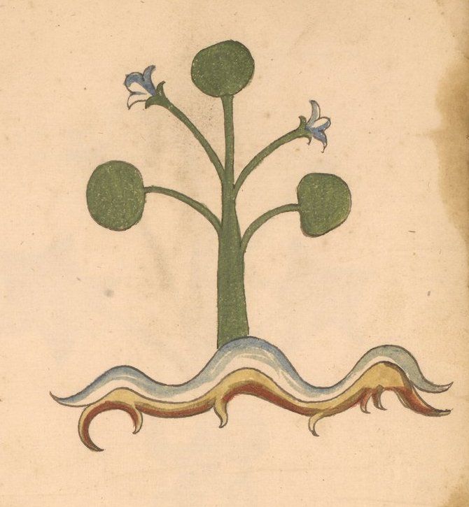 A stylized plant illustration with a green stem, round green fruits, blue flowers, and a layered root base on a beige background.