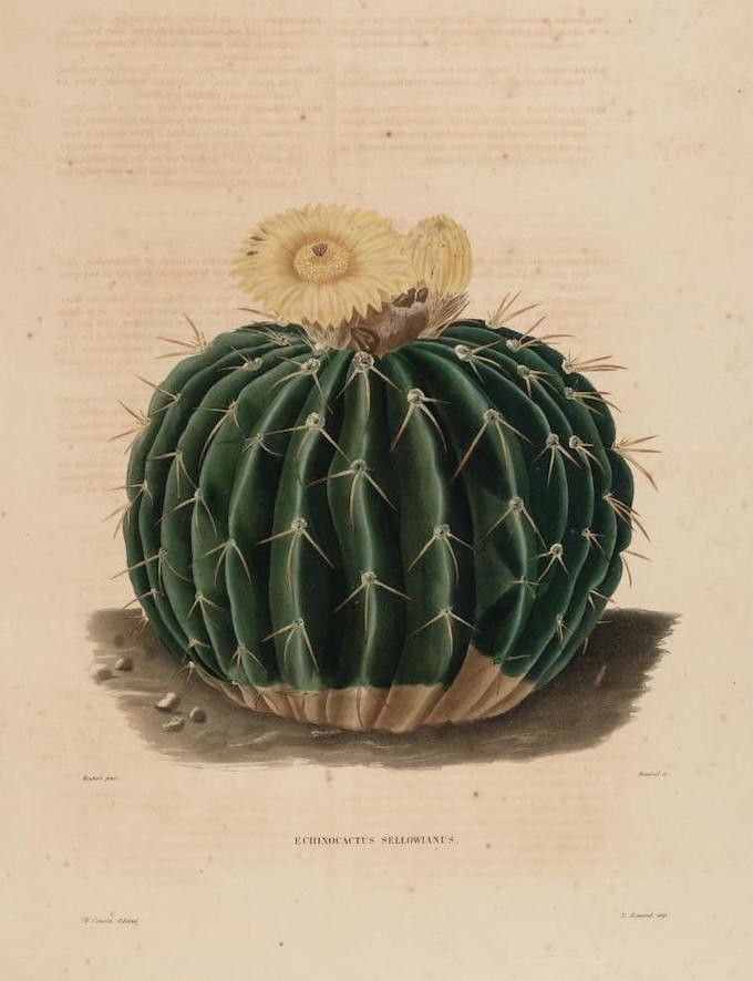 Vintage botanical illustration of a spherical cactus with vertical ribs and a crown of pale yellow flowers, labeled 'Echinocactus Sellowianus'.