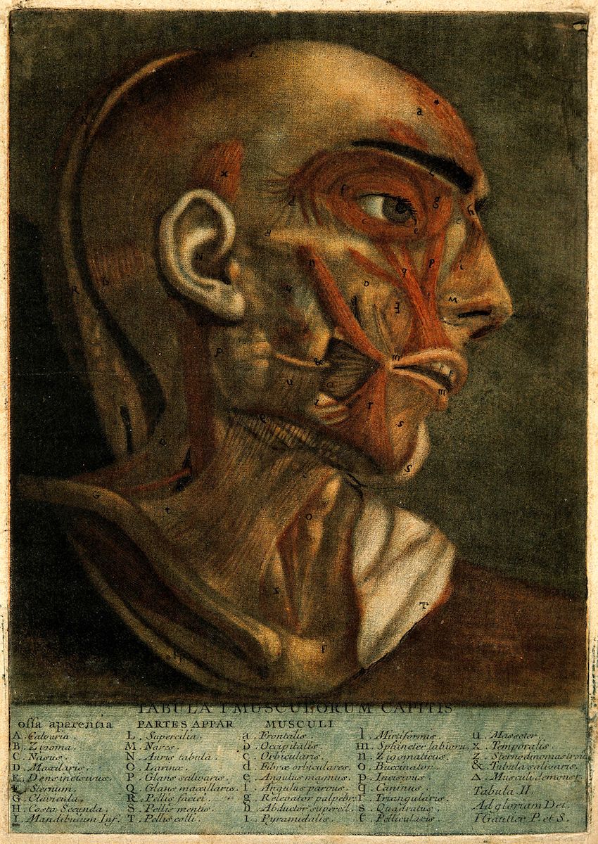 Vintage anatomical illustration of a human head in profile, showcasing the underlying muscle structure with labels.