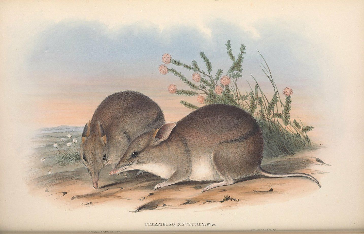 Vintage illustration of two bandicoots foraging on sandy ground with a bush in the background.