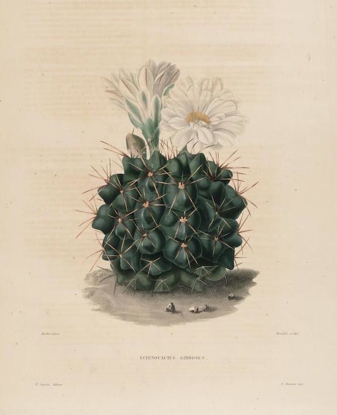 Vintage botanical illustration of Echinocactus Girbosus, a spherical cactus with numerous spines and creamy-white flowers.