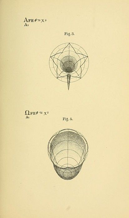 Two diagrams depicting cross-sections of a brain or skull, rendered in a detailed, technical style with fine lines and shading.