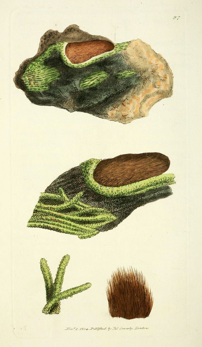 Vintage botanical illustration of different types of lichen.
