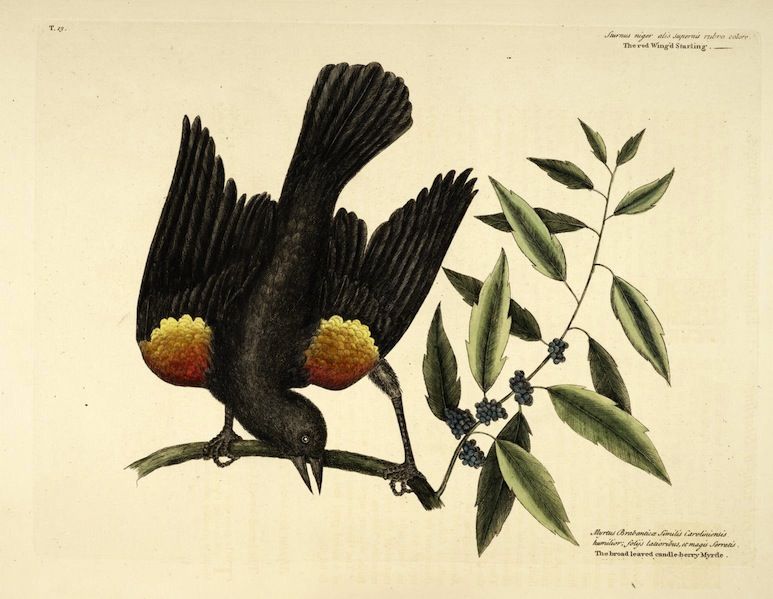 Vintage ornithological illustration of a black bird with orange-red wing patches taking flight from a branch with green leaves and dark berries.