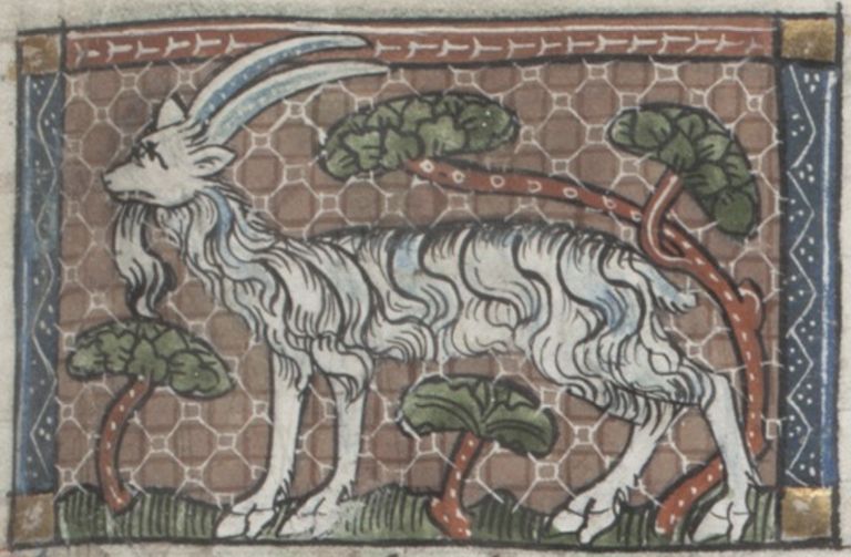 Medieval illustration of a goat with plants growing up its sides.