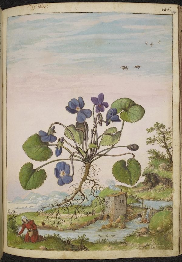 A detailed botanical illustration of a violet plant with a landscape scene in the background.