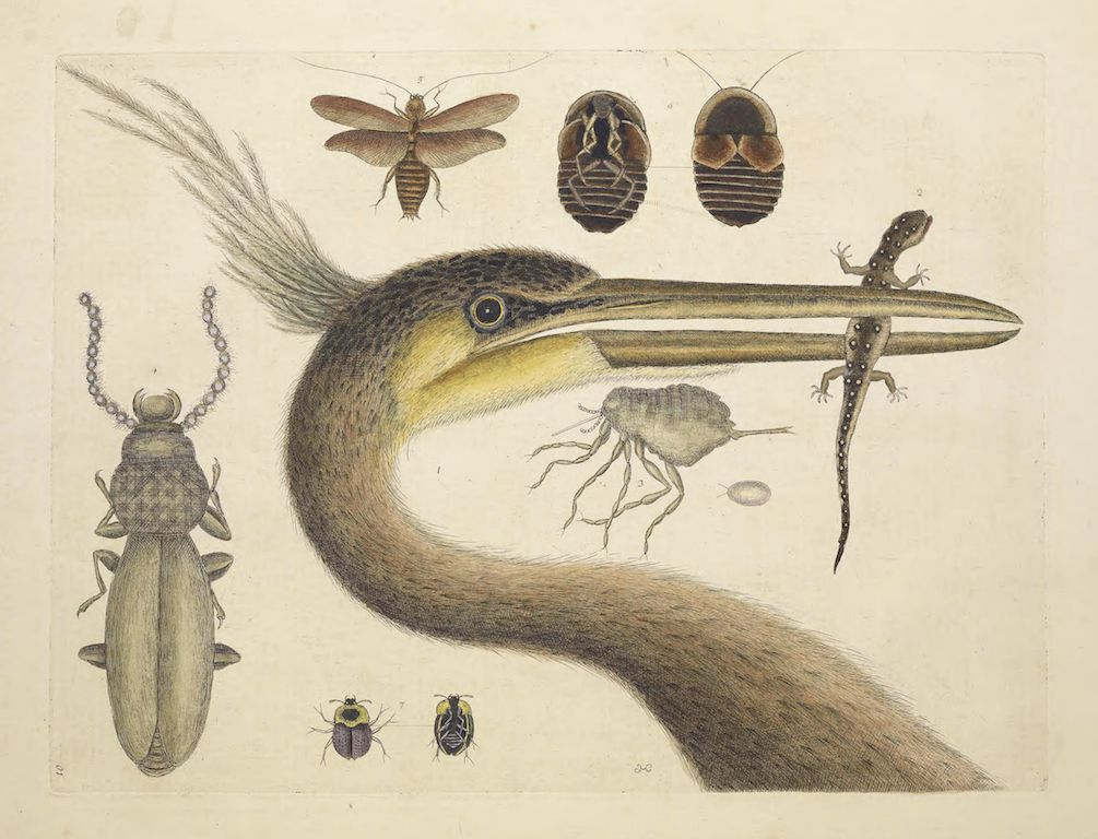Vintage illustration of a bird with a long beak, surrounded by insects and a lizard.