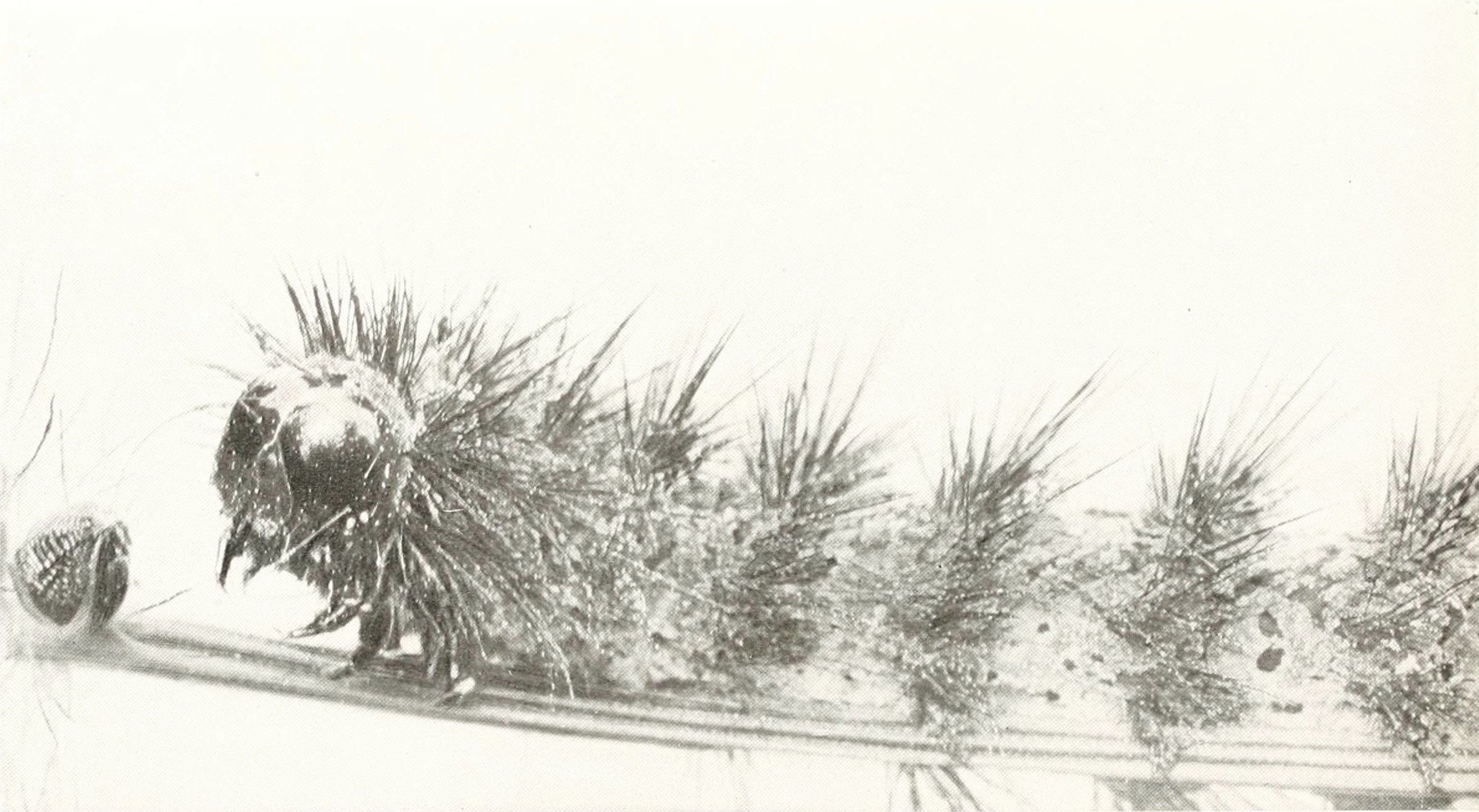 Black and white sketch of snow-covered bushes in a winter landscape.
