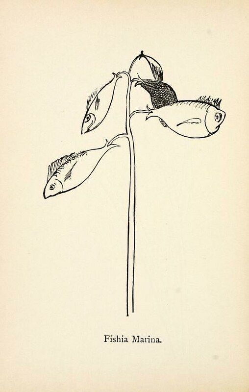 Vintage botanical illustration of 'Fishia Marina', a plant with fish-shaped flowers growing on a stem.