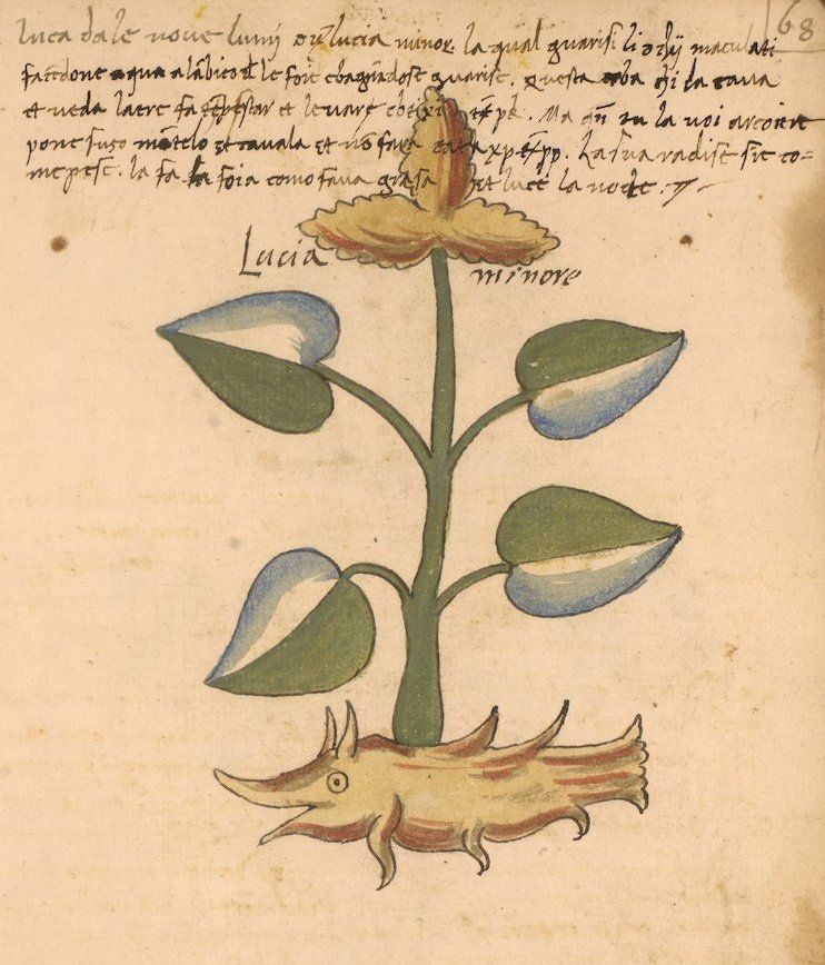 A detailed illustration of a plant with a single flower and several leaves on a page from an old manuscript.