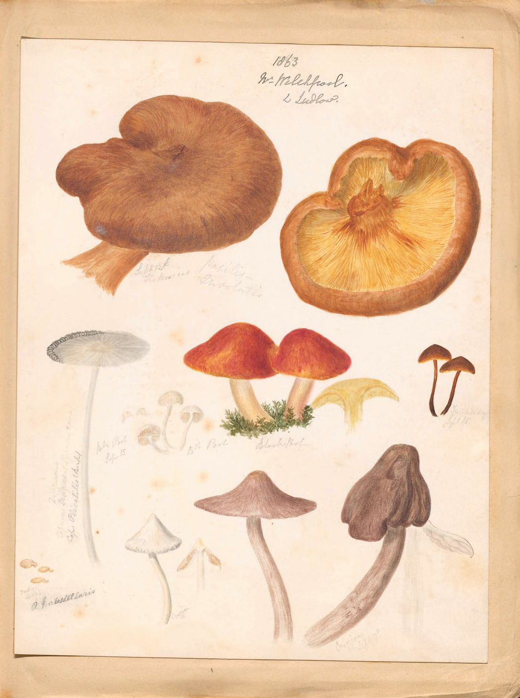 Vintage botanical illustration of mushrooms in watercolor and ink on aged paper.
