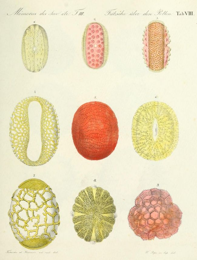 Vintage botanical illustration of nine pollen grains, each with a unique shape and texture, arranged in a grid-like pattern.