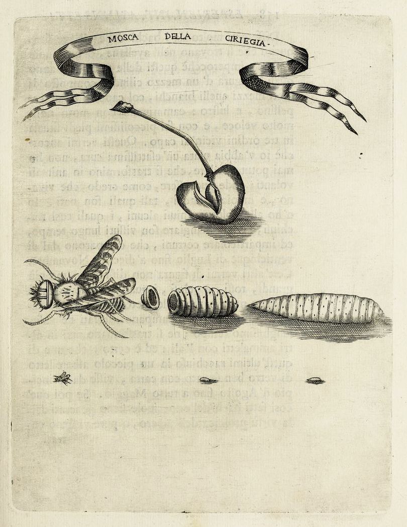 Vintage engraving of a cherry fly life cycle, showing the fly, eggs, larva, and pupa stages, with a cherry branch and handwritten text in the background.