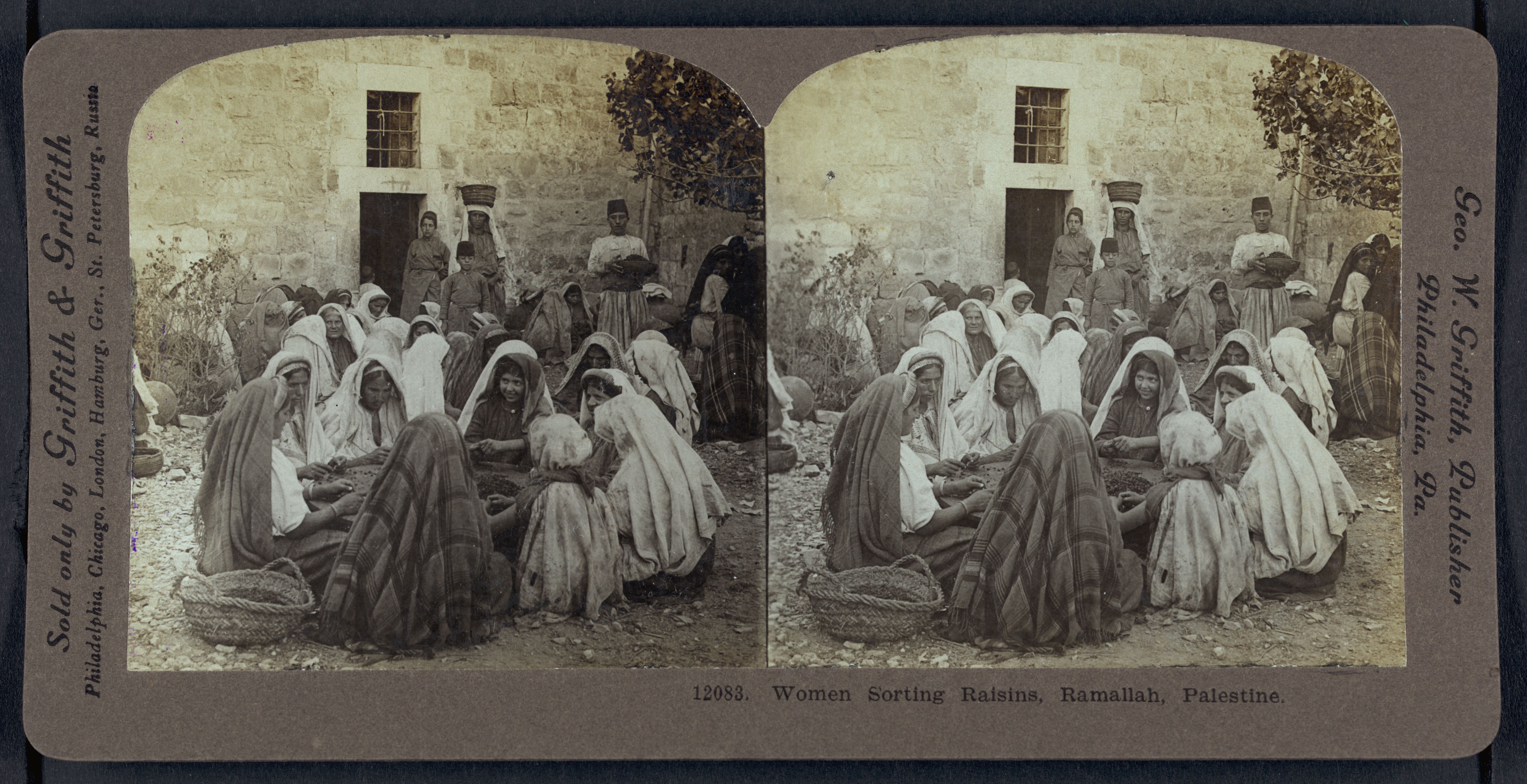 Stereoscopic photograph of women sorting raisins in Ramallah, Palestine.