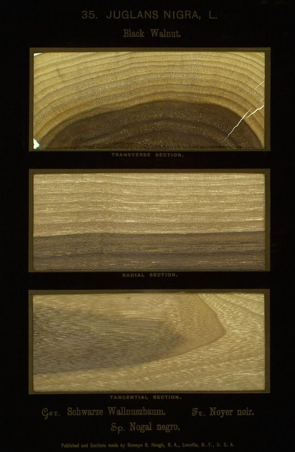 A composite image of three wood sections (transverse, radial, and tangential) showcasing the grain patterns of Black Walnut (Juglans nigra, L.).