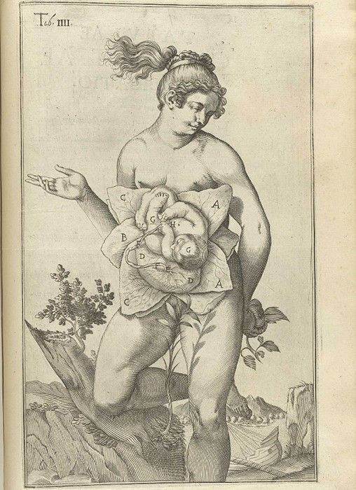 Vintage anatomical illustration of a nude female figure with exposed internal organs arranged around her torso, labeled with letters A through H. The figure is set against a landscape with a bush and rocks.