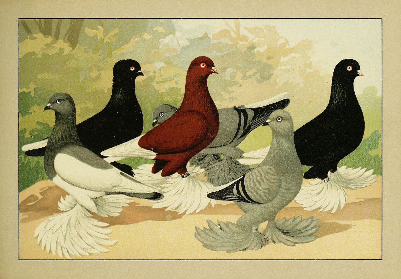 Vintage illustration of five pigeons with different colors and elaborate feathering.