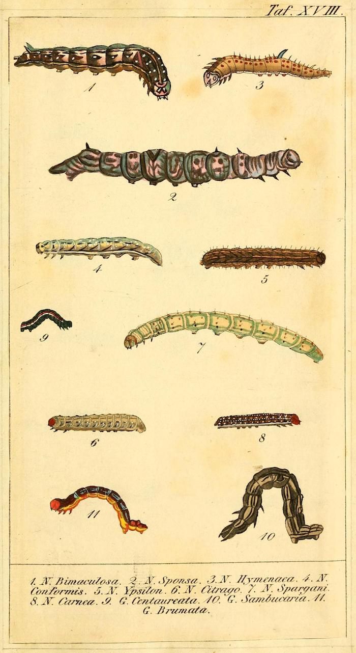 Vintage botanical illustration of eleven caterpillars, each labeled with a number and Latin name.