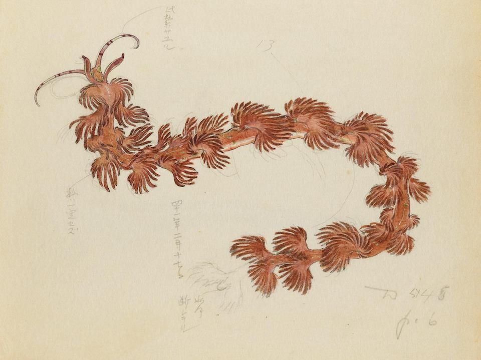 Vintage botanical illustration of reddish-brown seaweed with delicate fronds and handwritten notes.