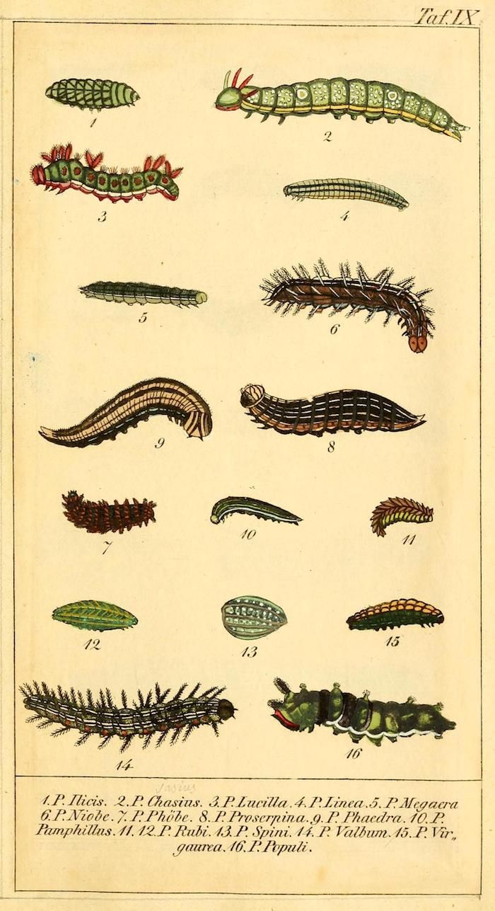 Vintage botanical illustration of 16 different caterpillar species, each labeled with its Latin name.
