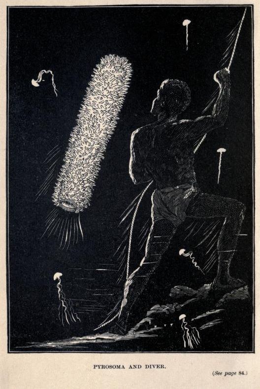 A black and white illustration of a diver encountering a large pyrosoma and jellyfish in the deep sea.