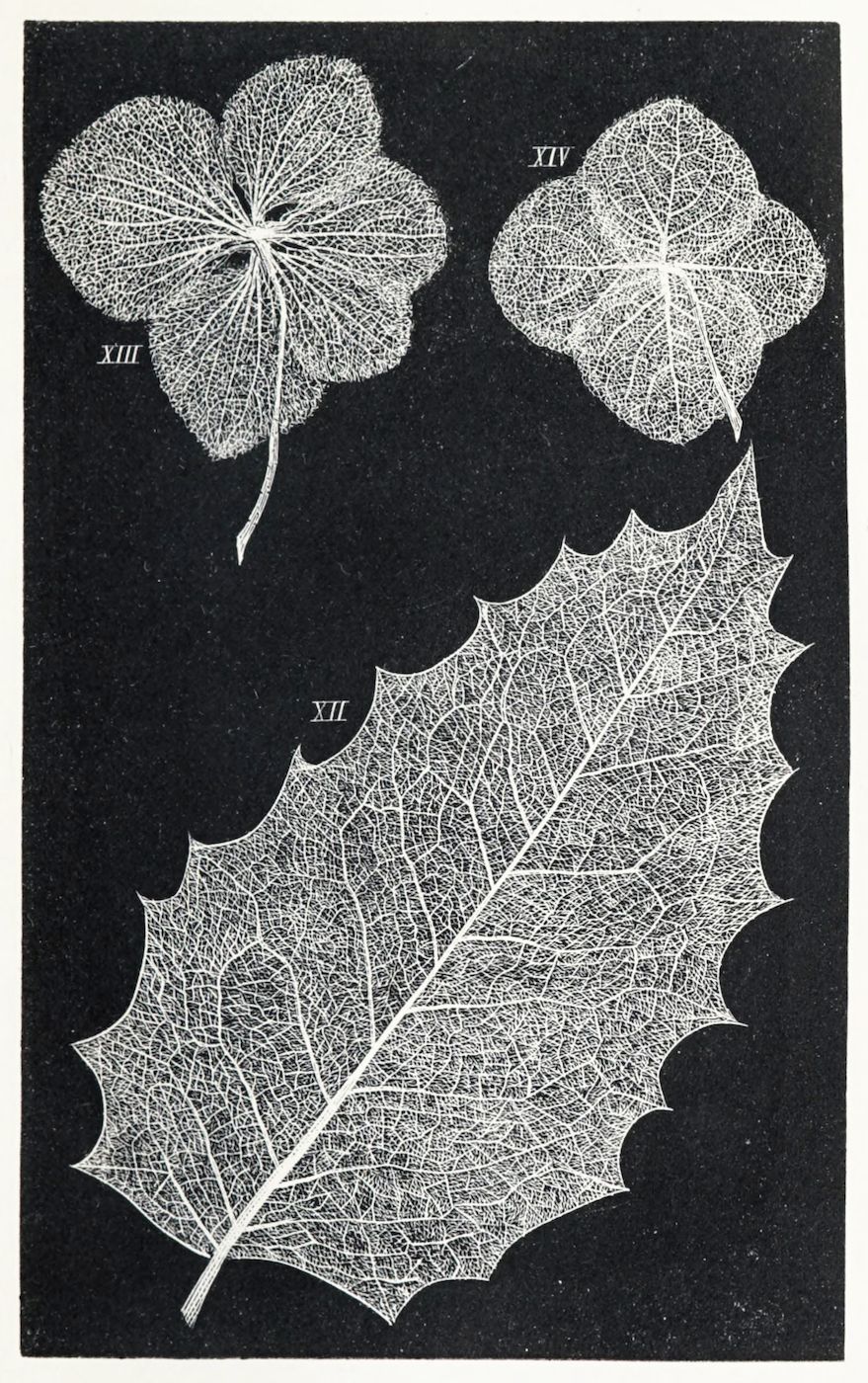 Vintage botanical illustration of three skeletonized leaves against a black background, labeled with Roman numerals.