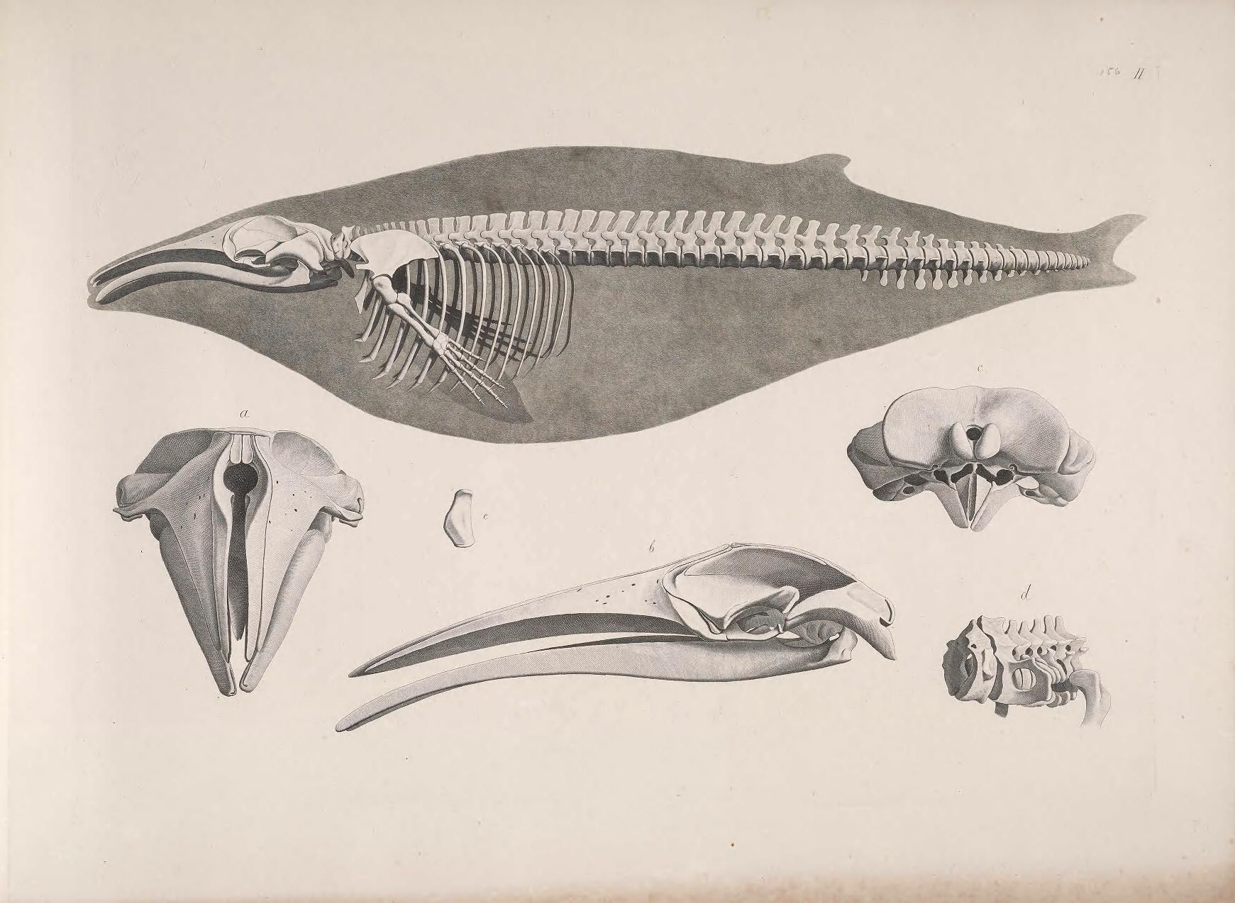 Vintage anatomical illustration of a whale skeleton and skull.