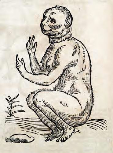 Vintage woodcut illustration of a monkey-headed humanoid creature squatting with raised hands.