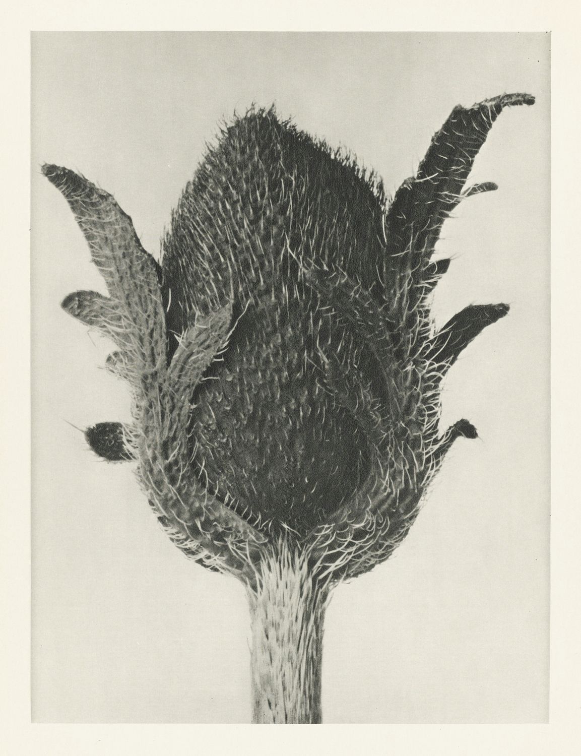 Close-up black and white photograph of a spiky flower head with a slender stem.