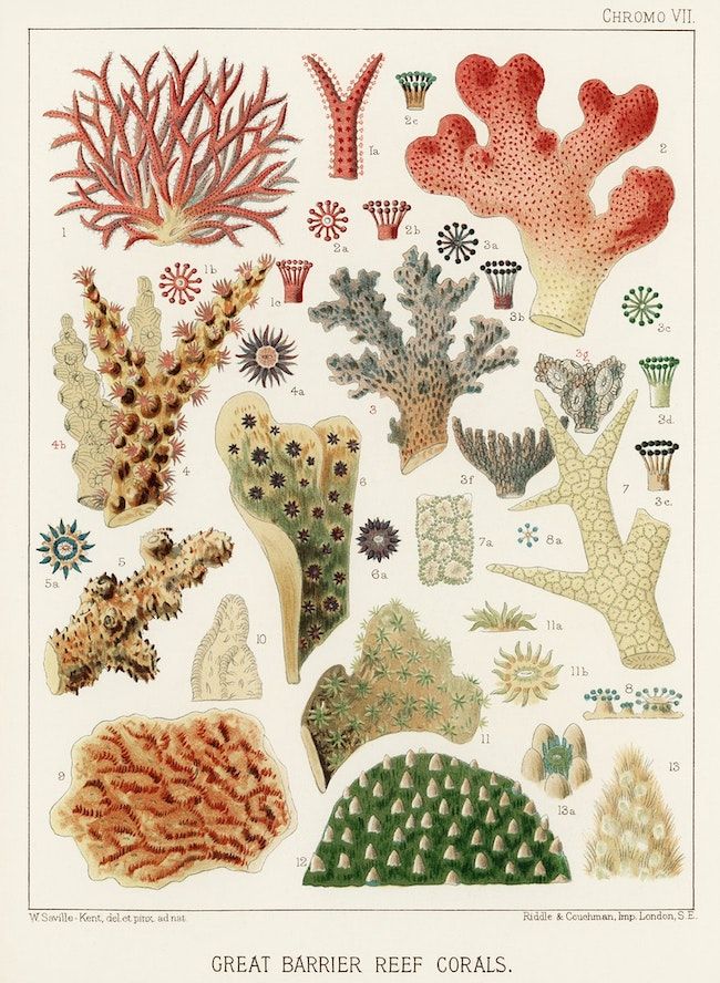 Vintage chromolithograph illustration of Great Barrier Reef Corals, featuring a variety of coral species arranged in a chart-like format.