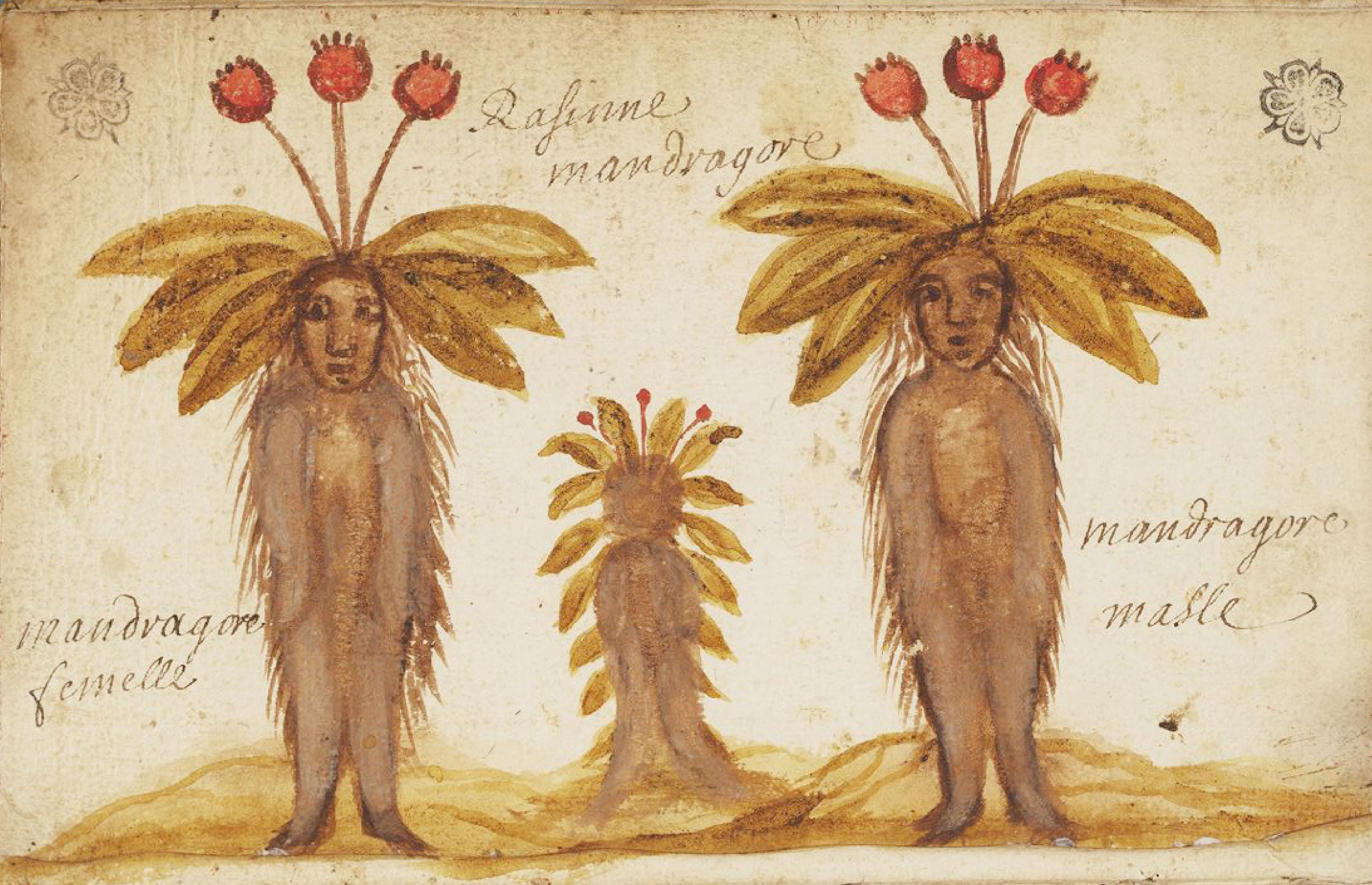 A vintage illustration of three mandragora plants with humanoid forms, labeled in Italian.