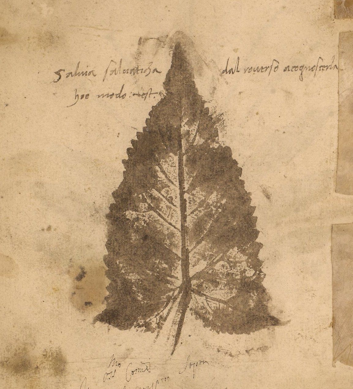 A vintage botanical illustration of a leaf with handwritten annotations.