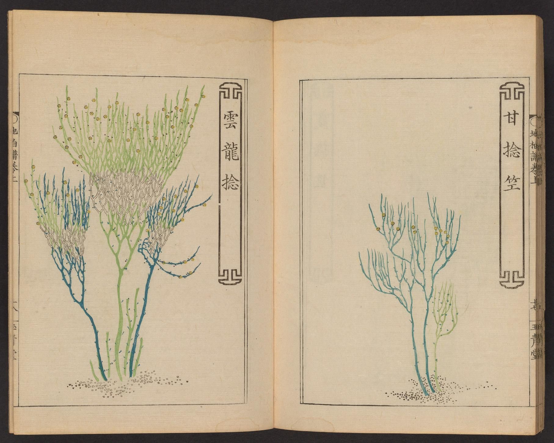 Open book with two pages featuring delicate botanical illustrations of plants in pale teal or blue-green, with East Asian text alongside each illustration.