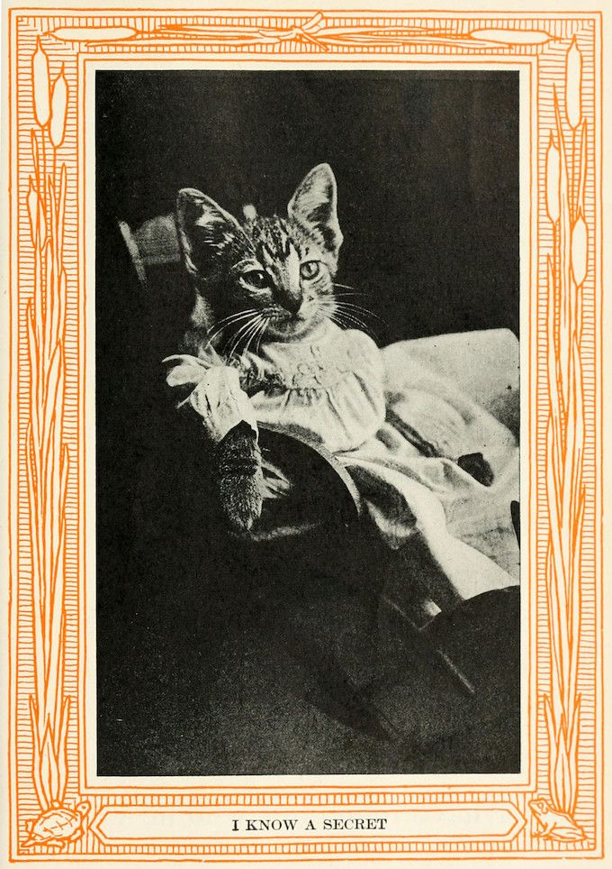 A black and white photograph of a tabby kitten dressed in a white ruffled garment, sitting on a chair against a dark background, framed by an ornate orange border. The text 'I KNOW A SECRET' is at the bottom.