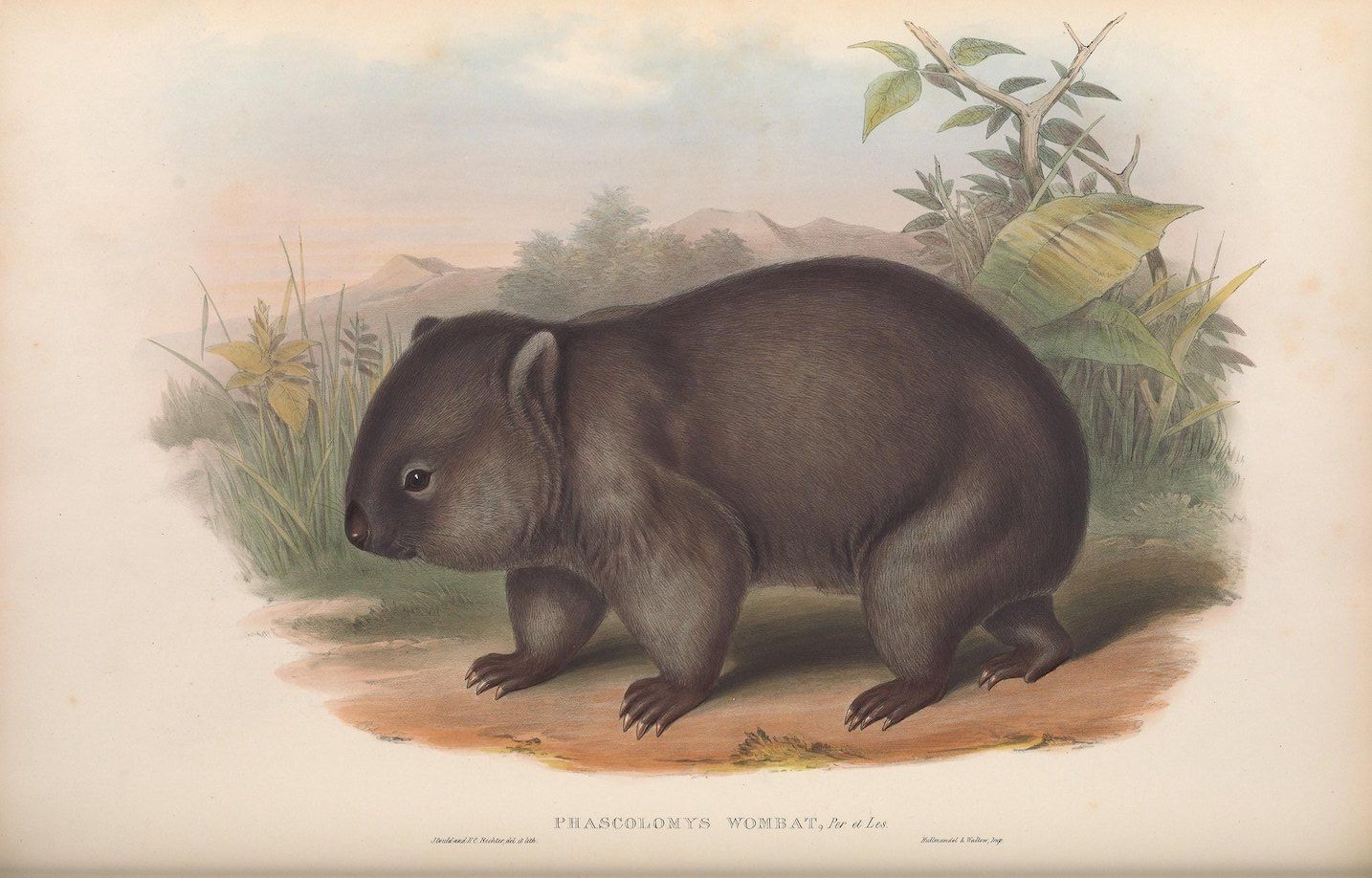 Vintage illustration of a wombat in a grassy landscape with trees and mountains in the background.