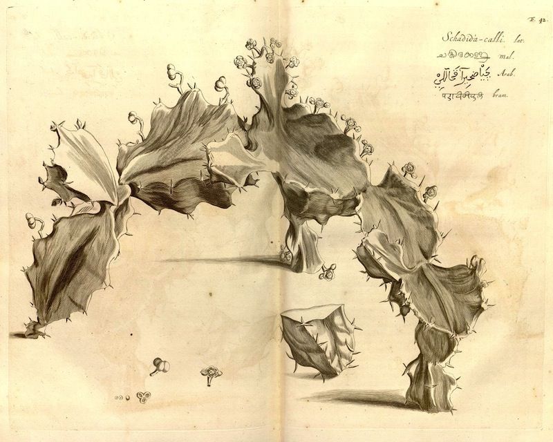 Vintage botanical illustration of a spiny plant with small white flowers, spread across two pages of a book.