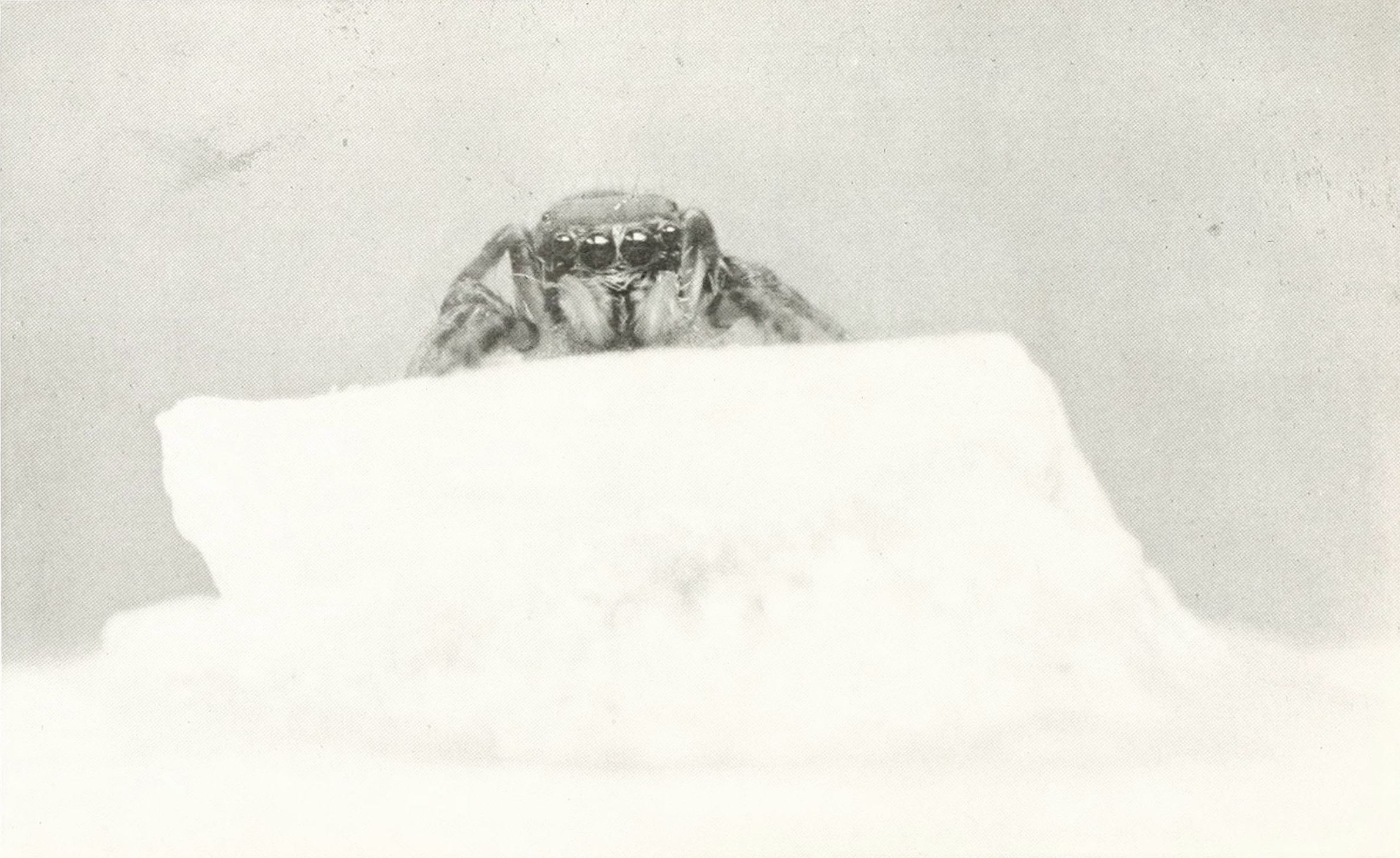 A close-up black and white photo of a jumping spider looking over a white piece of paper.
