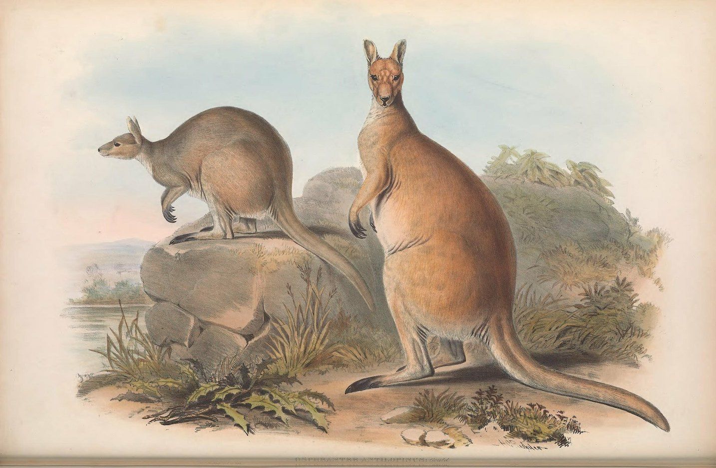 Vintage illustration of two kangaroos in a natural landscape.