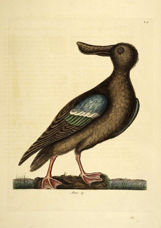 Vintage illustration of a dark brown bird with a large, pale bill standing on grass.