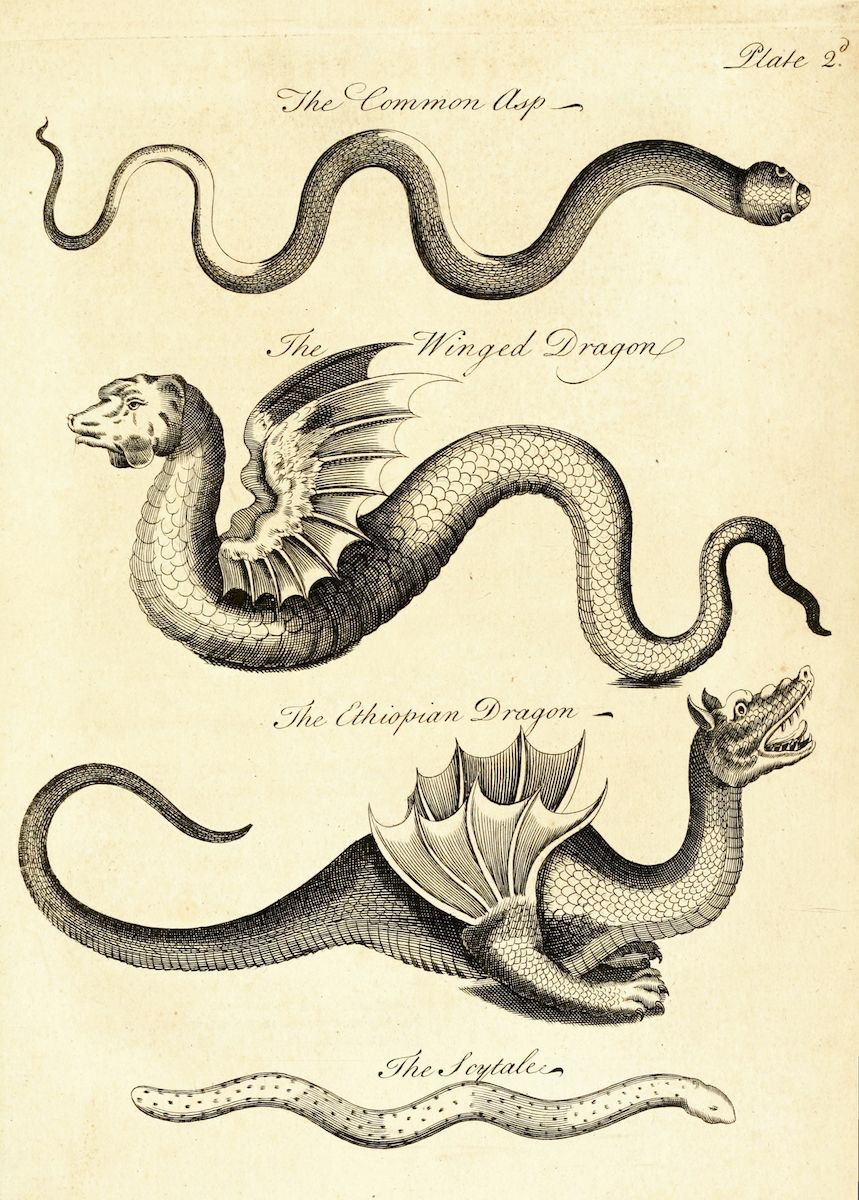 Vintage illustration of four different types of dragons or serpent-like creatures labeled 'The Common Asp,' 'The Winged Dragon,' 'The Ethiopian Dragon,' and 'The Scytale.'