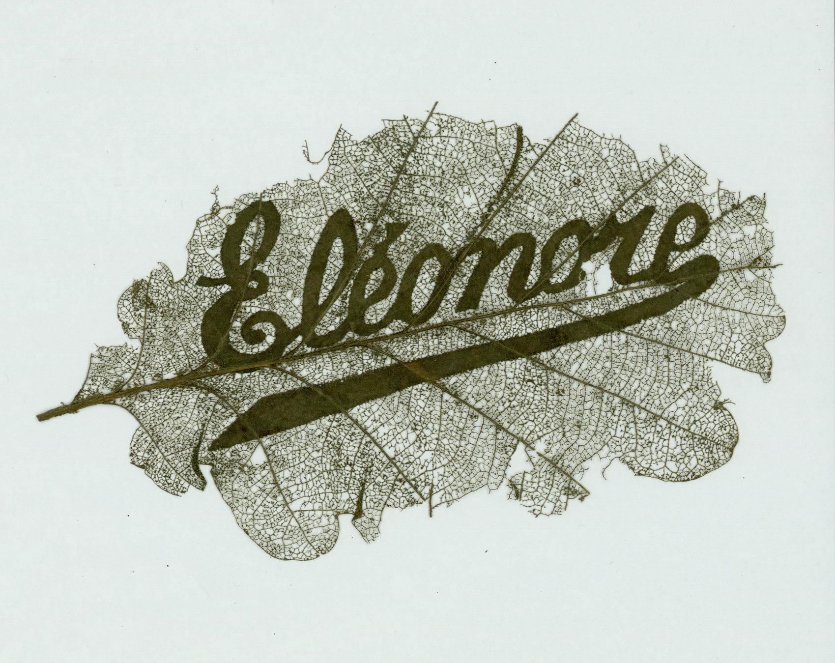 A sepia-toned skeletal leaf with the word "Eleomore" written across it in cursive, set against a pale mint green background.