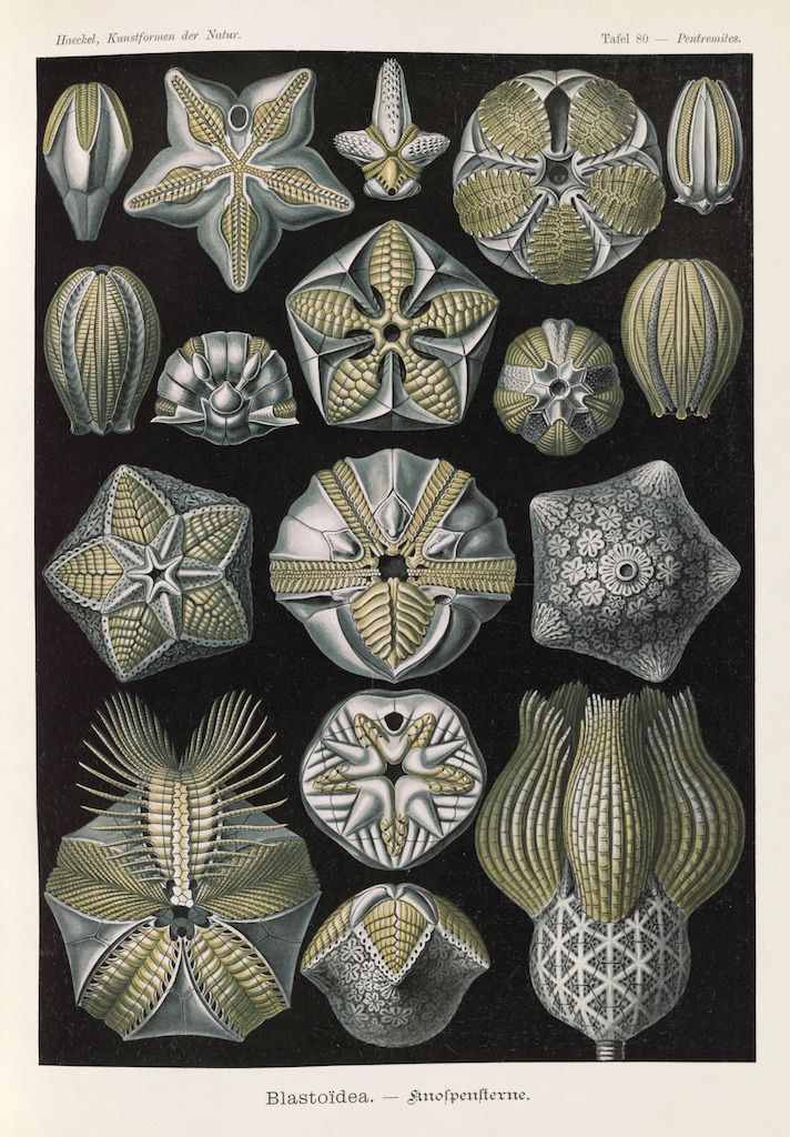 A vintage biological illustration of various species of Blastoidea, arranged in a grid-like pattern on a plate labeled 'Tafel 80'.