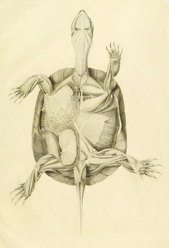 Vintage anatomical illustration of a turtle, showing its internal structure and musculature.