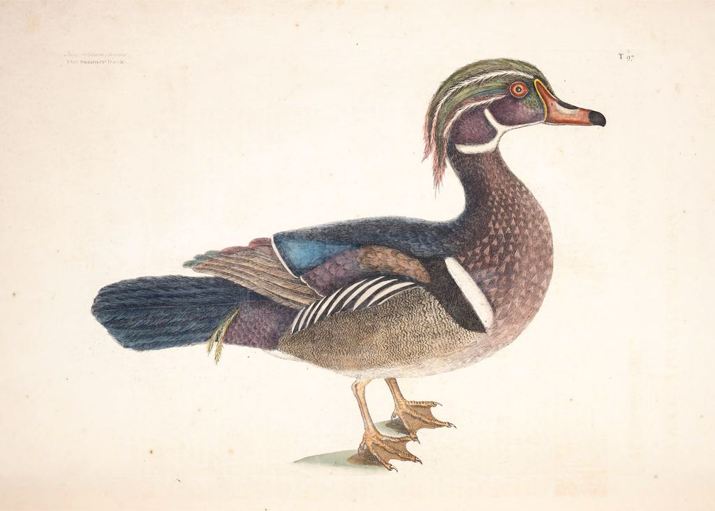 A vintage illustration of a male Wood Duck in profile, showcasing its colorful plumage and detailed features.