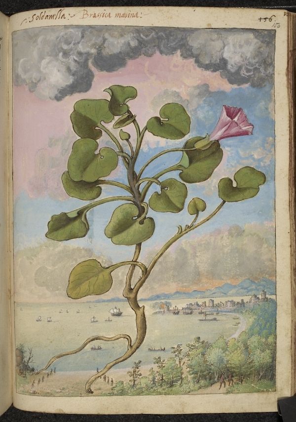 A detailed botanical illustration of a plant with round leaves and a pink flower, set against a coastal landscape with buildings and trees.