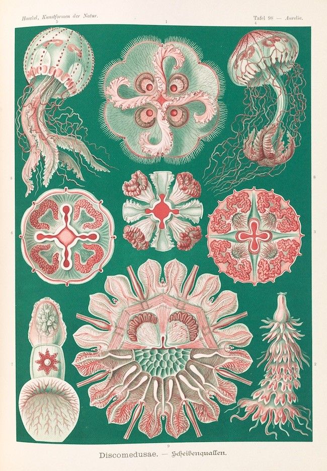 A vintage scientific illustration of nine different jellyfish, arranged in a grid on a green background. Each jellyfish is uniquely shaped and colored, with intricate details showcasing their bell-shaped bodies and tentacles.