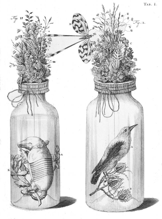 Vintage engraving of two glass bottles containing preserved animal specimens and botanical arrangements.