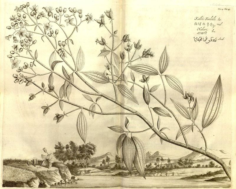 Vintage botanical illustration of a plant branch with a landscape background and handwritten text.