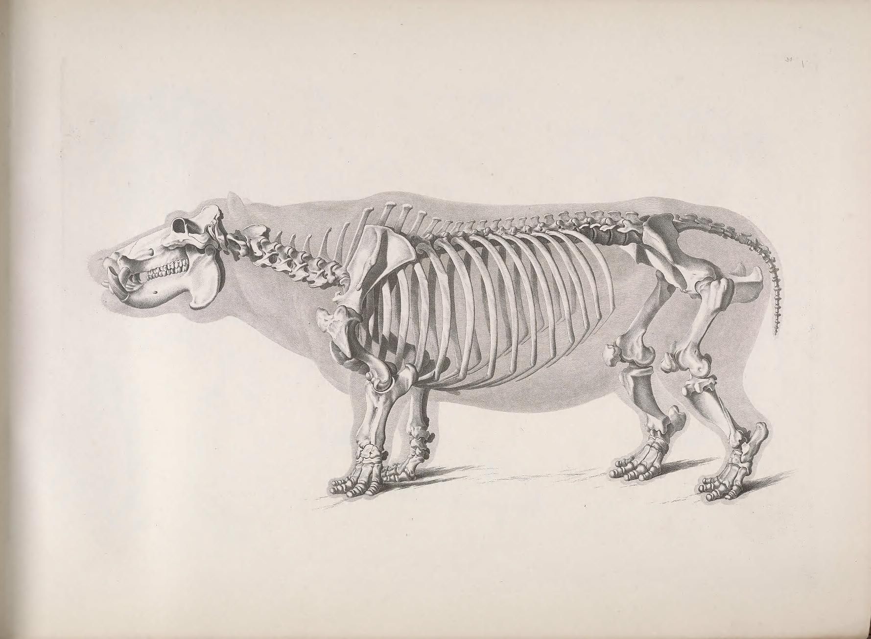 Detailed anatomical illustration of a hippopotamus skeleton in a side view.