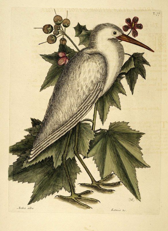 Vintage illustration of a bird perched among lush green foliage with red berries and a small flower.